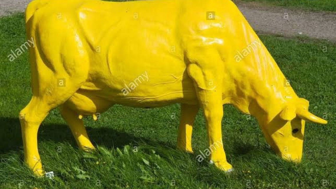 Sergio Mayer, preocupado por la "vaquita amarilla"