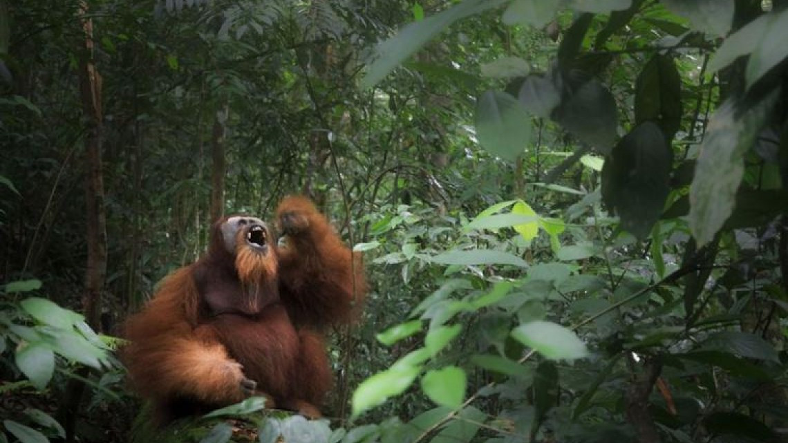 Las mejores fotografías del Sony World Photography Awards