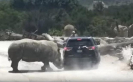 Rinoceronte embiste camioneta en Africam Safari