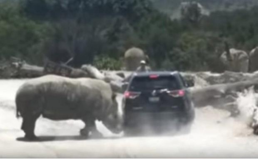 Rinoceronte embiste camioneta en Africam Safari