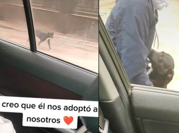 Encanto canino se viraliza 