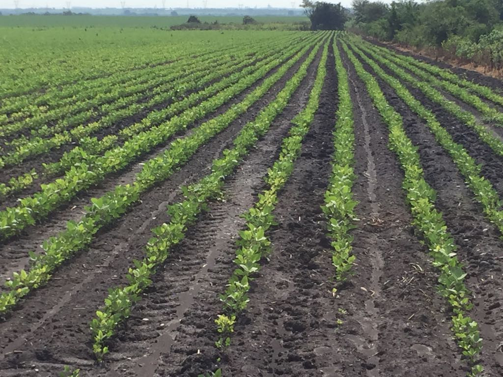 Sector agrícola se prepara para cosecha de soya en la zona sur