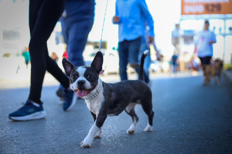 Promueve Carlos Peña Ortiz concientizacion al cuidado de animales
