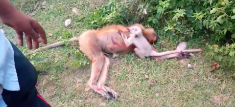 Pequeño mono intentan despertar a su madre muerta