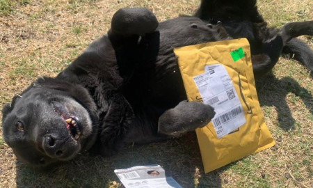 Abre el metro CDMX en Amazon ‘lista de deseos’ para ayudar a perritos