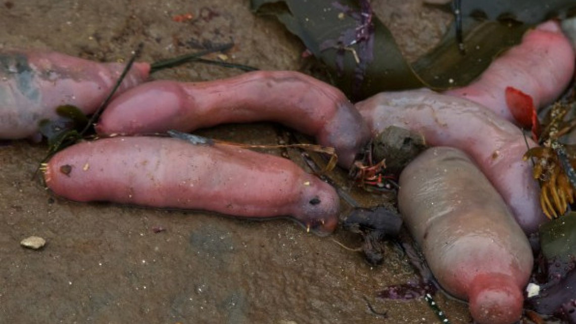 Llegan a California miles de “peces pene”