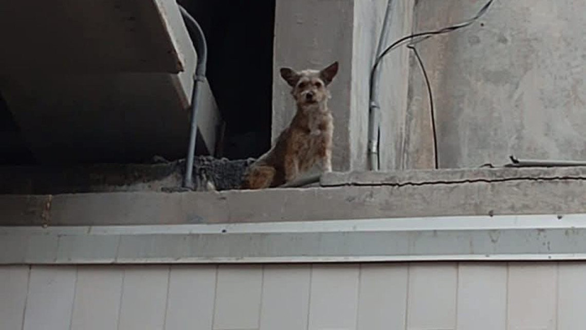 Rescatan a perrito atrapado en el Puente de La Paz