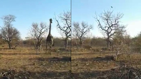 Jirafa intenta defender a su cría de leones 