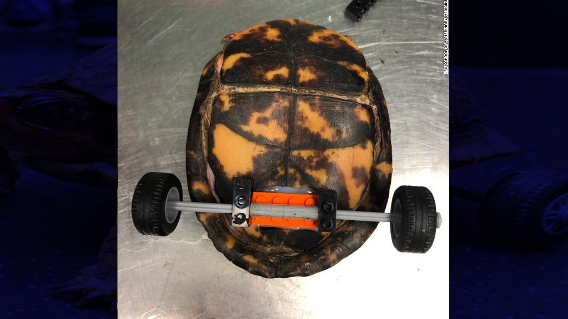 'Pedro, la tortuga' perdió sus patas, pero LEGO ayudó a que se moviera nuevamente