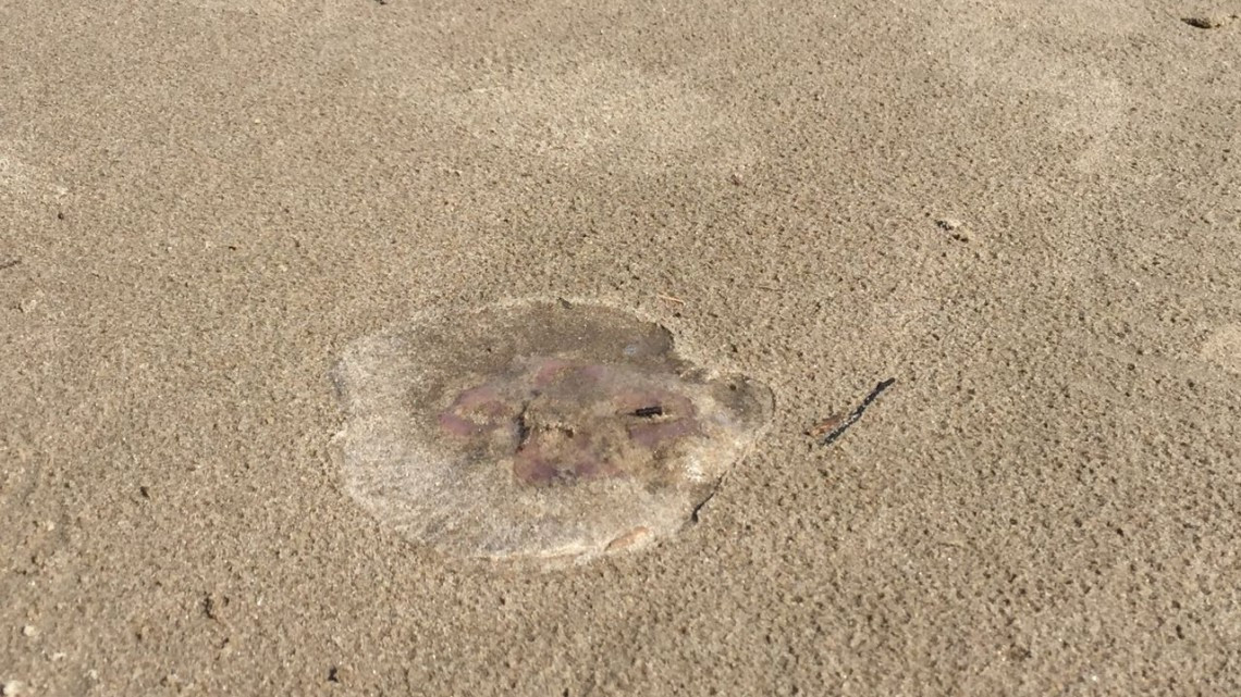 Exhortan a no bañarse en playa Miramar ante presencia de medusas