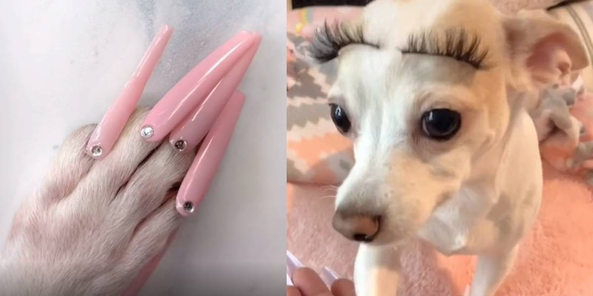 Influencer le pone uñas postizas a su perro 