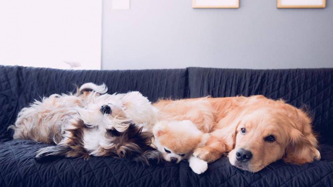 Adiós hermoso Boo, muere el perro más lindo del mundo