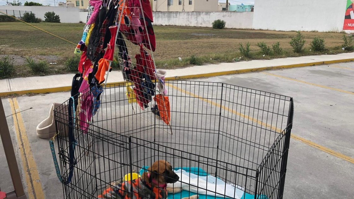 Rifan entrenamiento canino a beneficio de refugios de animales