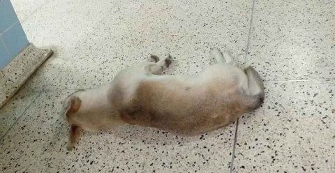 ¡De película! Perrito lleva un mes en el hospital esperando a su dueño fallecido 