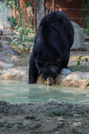 Unen esfuerzos en pro del oso negro americano: Comisión de Parques