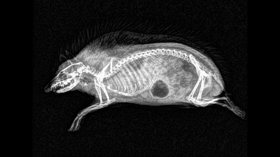 Estas radiografías te dejarán helado