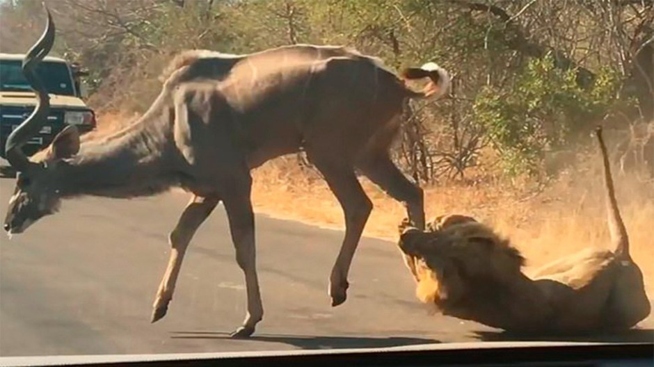 Turistas captan el momento en que león caza a un antílope