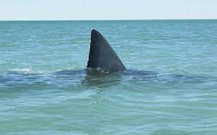 Detectan un tiburón blanco frente a costas de Tamaulipas