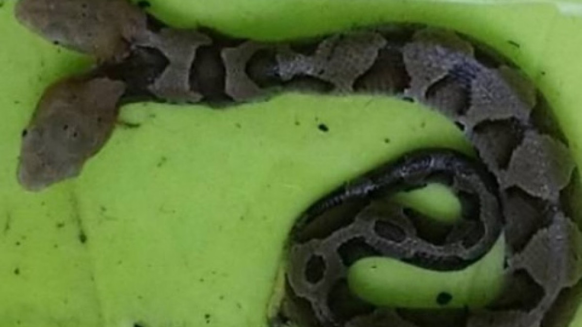 ¡Increíble! Hayan serpiente de dos cabezas