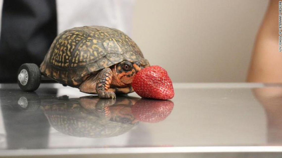 'Pedro, la tortuga' perdió sus patas, pero LEGO ayudó a que se moviera nuevamente