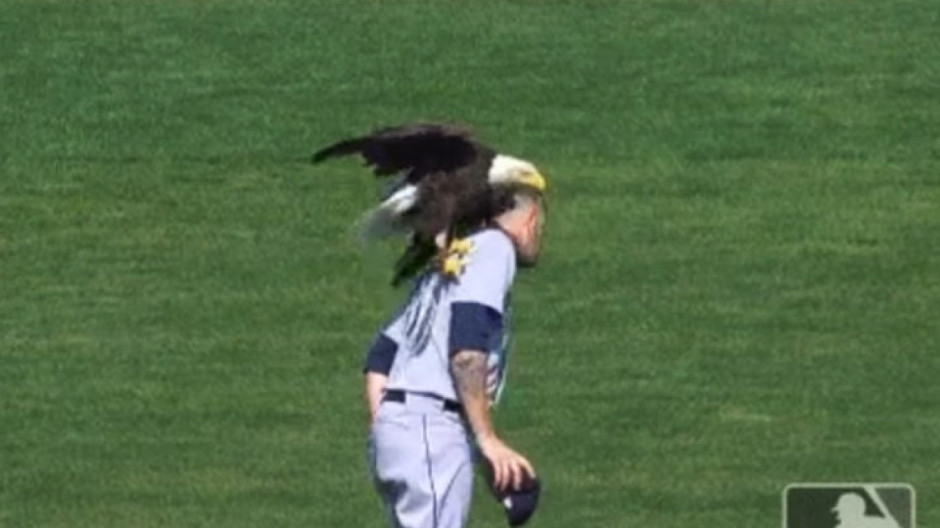 Águila aterriza en hombro de beisbolista 