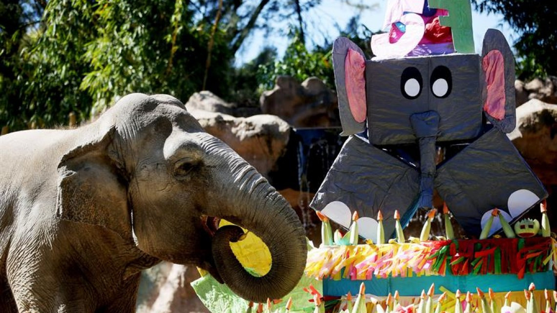 Elefanta festeja sus 57 años con pastel de 105 kg