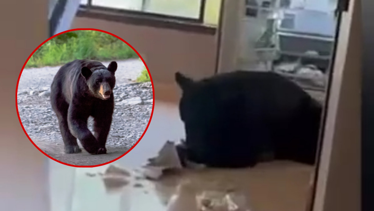 Oso entra a casa en Monterrey: ¡se sirve banquete!