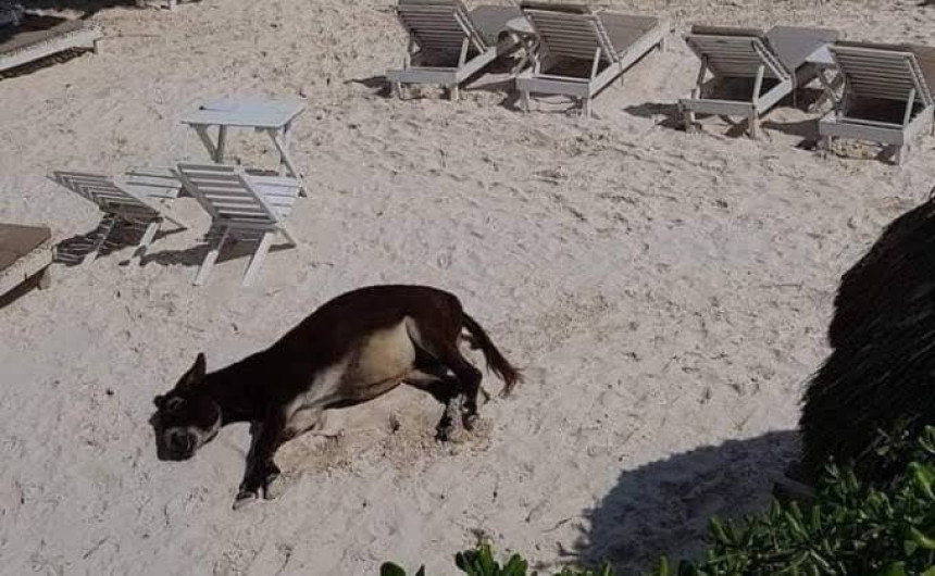 Turistas son captados dándole alcohol a un burro