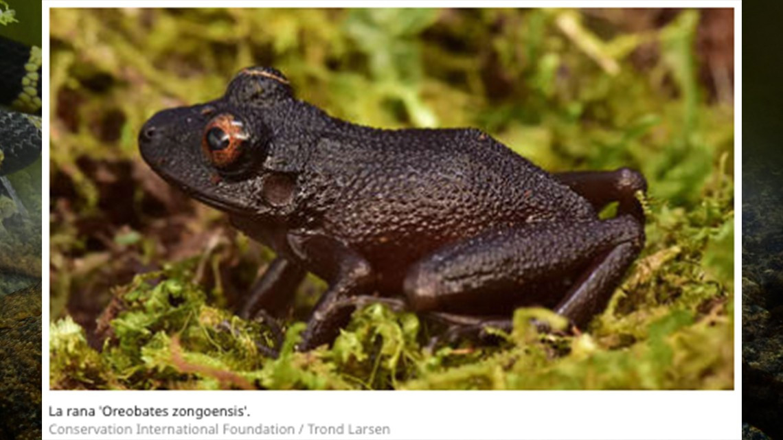 Descubren 20 nuevas especies en selvas de Bolivia