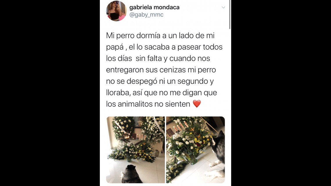 Conmovedora lealtad de un perro a su fallecido dueño