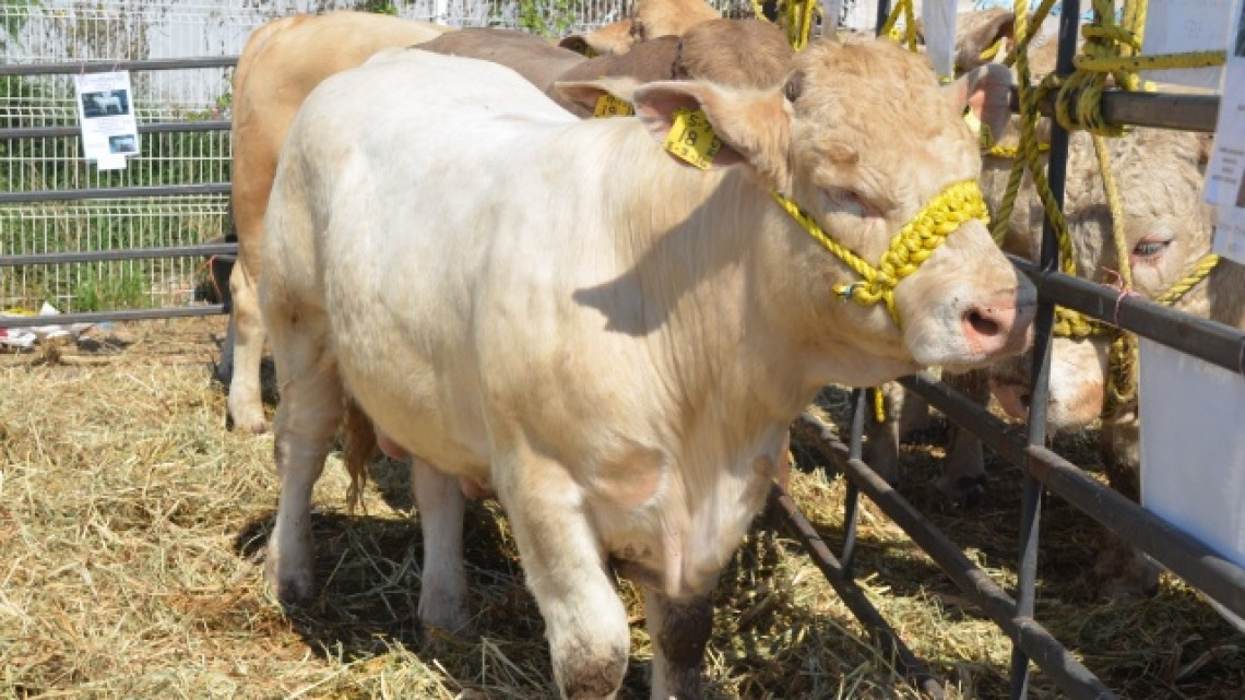 Programa de Mejoramiento Genético concluye con éxito