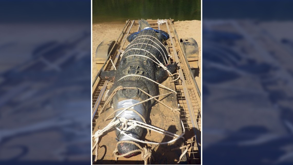 Logran capturar a cocodrilo de 600 kilos en Australia
