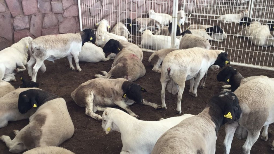 Sortean 150 sementales para mejoramiento genético