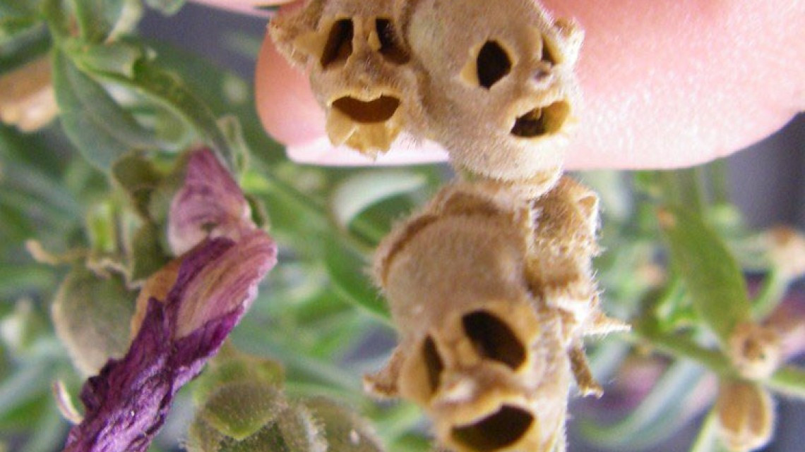 Las plantas más curiosas de la naturaleza