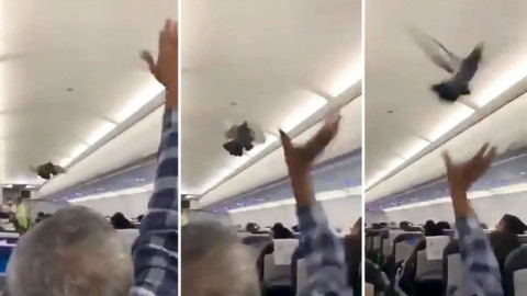 Palomas causan revuelo en un avión apunto de despegar