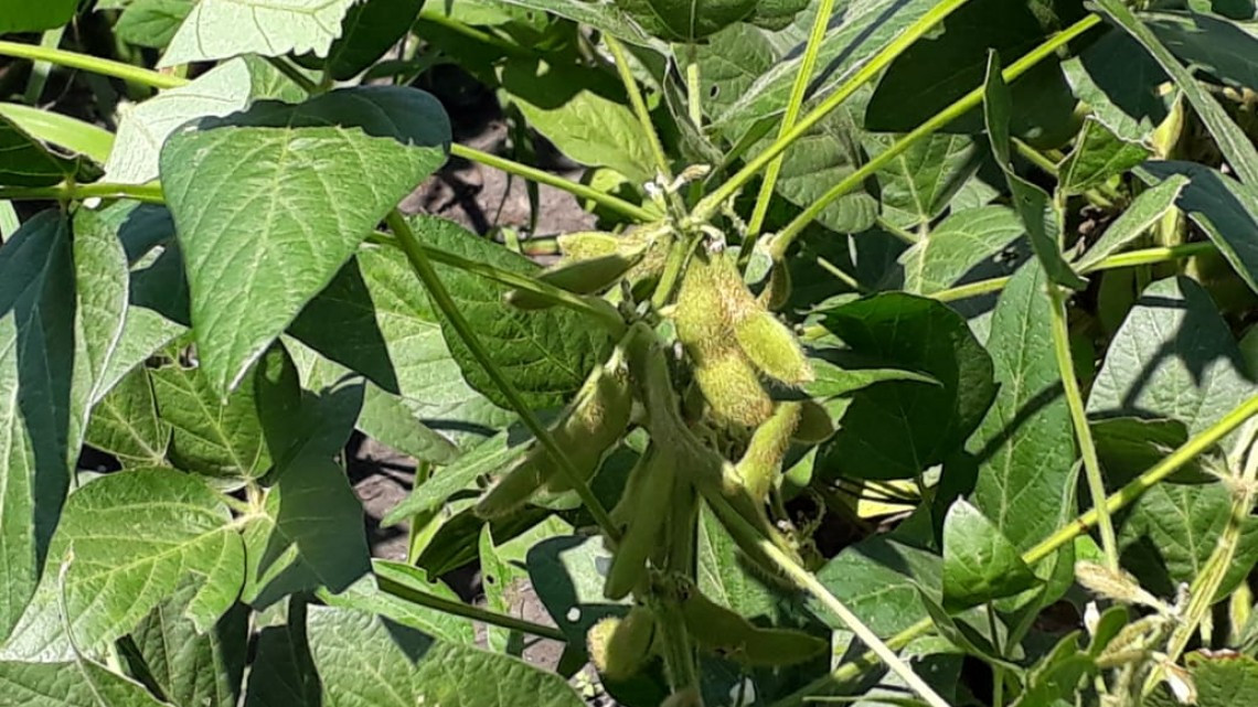 Amenazan con tomar carreteras si no pagan el programa “Preparado no sembrado”