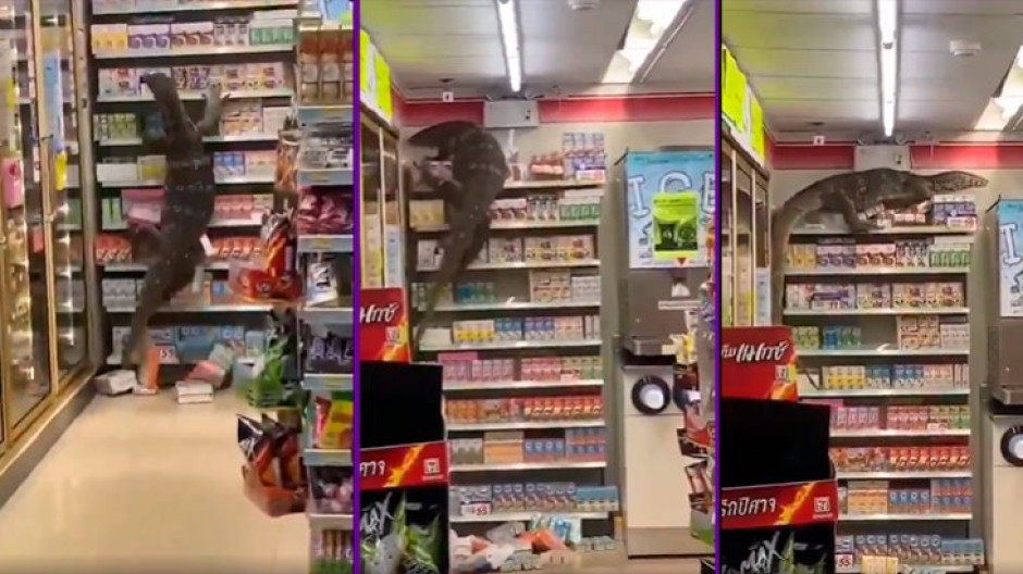 Gigantesco lagarto desata el pánico en Tailandia