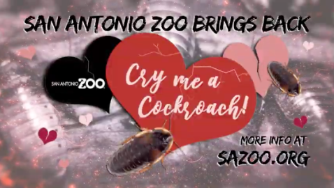 ¿Mala experiencia amorosa? Zoológico de Texas ofrece nombrar a cucarachas como tu ex para San Valentín
