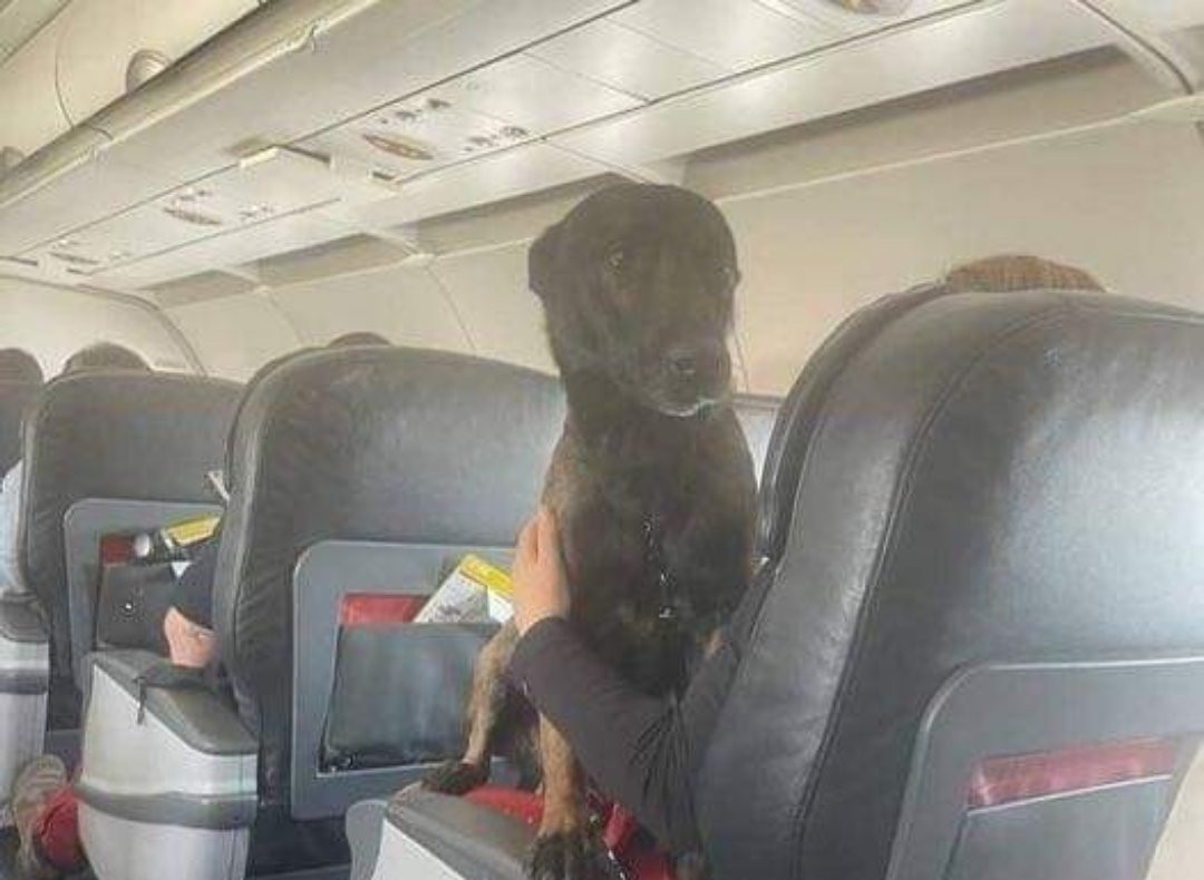Como héroes: Turquía regresó a perros rescatistas en vuelos de primera clase