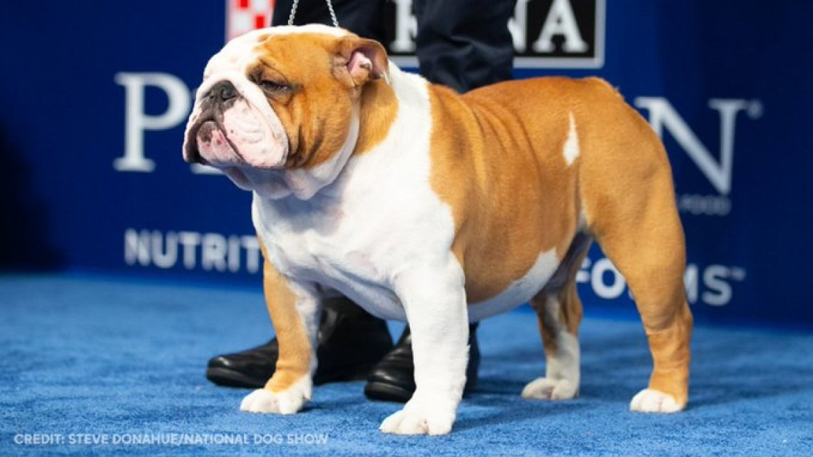Conoce al adorable cachorro que ganó el National Dog Show 2019
