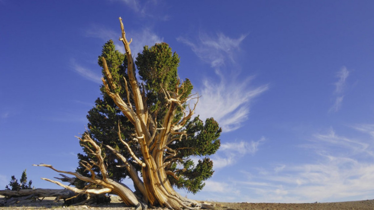 “Prometeo”, un pino muy viejo, más que las pirámides