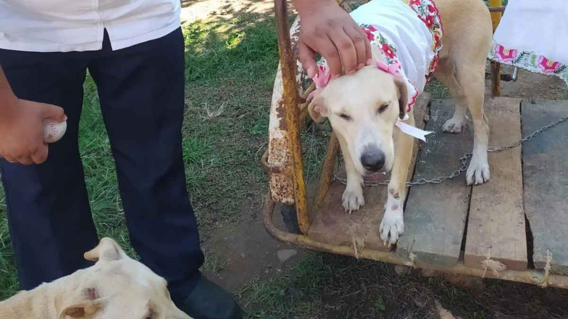 Ella es ‘Polita’, la perrita yucateca que ha causado sensación