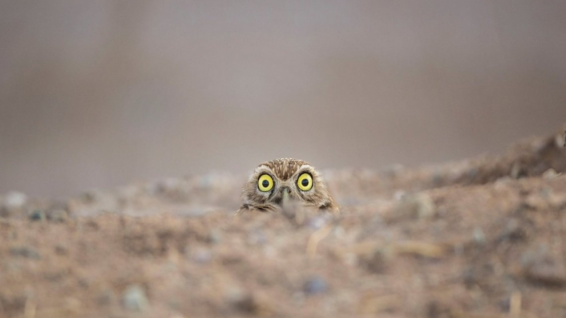 Las fotos más cómicas de la naturaleza