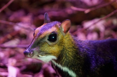 Nace un ciervo ratón, especie en peligro de extinción