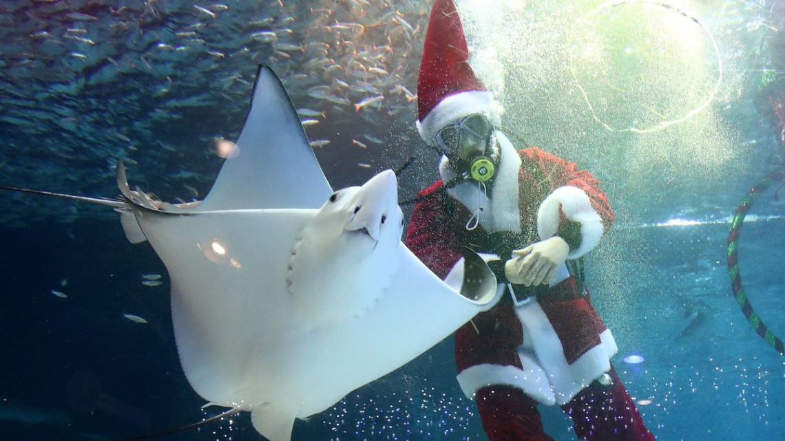 Buzos disfrazados de Santa brillan en acuarios del mundo