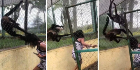 Mono araña se defiende de joven; le jala el cabello y se hace viral