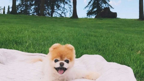 Adiós hermoso Boo, muere el perro más lindo del mundo
