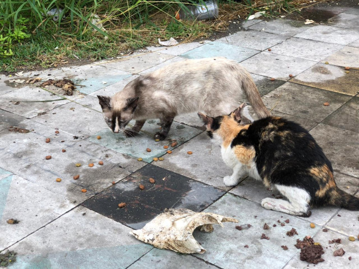 Alimenta bolero diariamente a diez gatos en la zona centro 