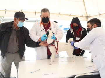 Ofrecerá Gobierno Municipal campaña gratuita de esterilización de mascotas 