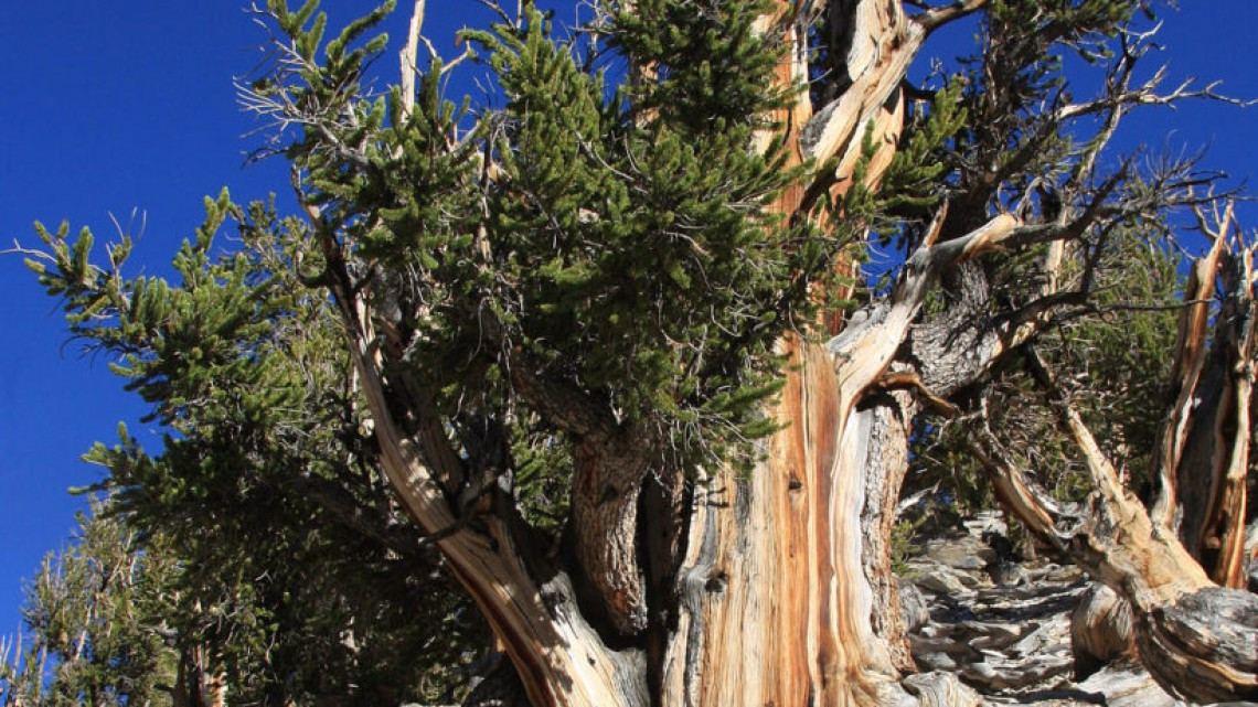 “Prometeo”, un pino muy viejo, más que las pirámides